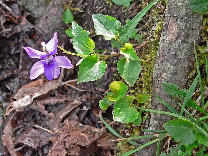 Viola riviniana